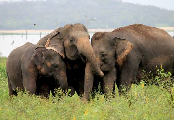 Per Person, Twin-Share Nine-Day Sri Lankan Private Tour Package Incl. Airport Pick-Up, 3/4 Star Accommodation, Private A/C Transport, English Speaking Guide/Chauffer, Breakfast & Dinner