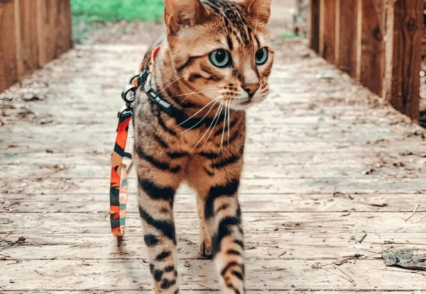 Pidan Cat Harness & Leash Set - Four Colours Available - Elsewhere Pricing $32.99