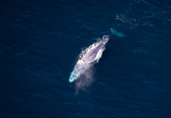 20% Off Adult Fares on a 30-Minute Whale Watch Flight - Option for Private Hire for up to Seven Passengers
