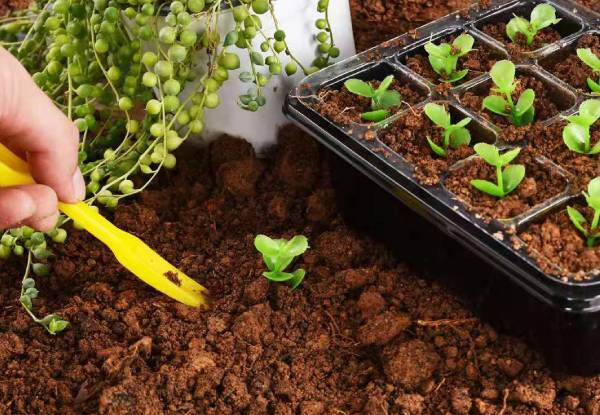 10-Pack Seed Starter Kit
