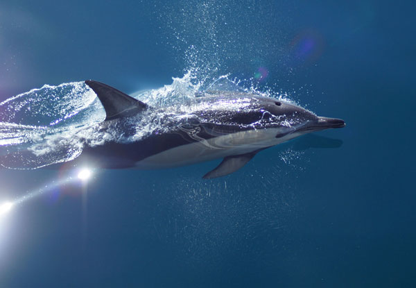 Auckland Whale & Dolphin Safari Ticket - Adult & Child Options Available
