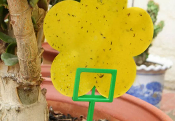 Yellow Sticky Fly Traps • GrabOne NZ