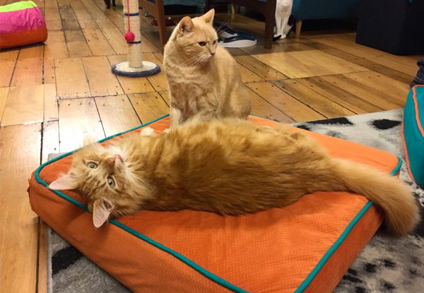 Cuddle Cats & Caffeinate at BaristaCats Café for Two People - Option for One Person Available