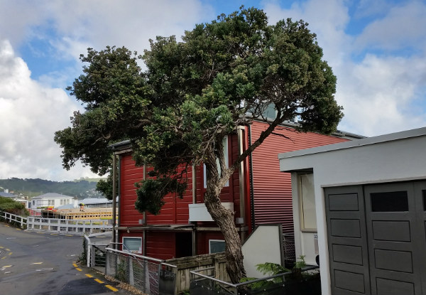 Four Man Hours of Professional Arborist Services incl. Hedge Trimming, Tree Pruning & Difficult Tree Removal - Option for Eight Man Hours