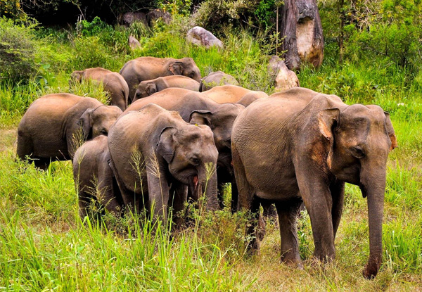 Discover Sri Lanka 13 Day Tour for Two People incl. Accommodation, Breakfasts, Transportation, Entrance Fees with English Speaking Tour Guide & More