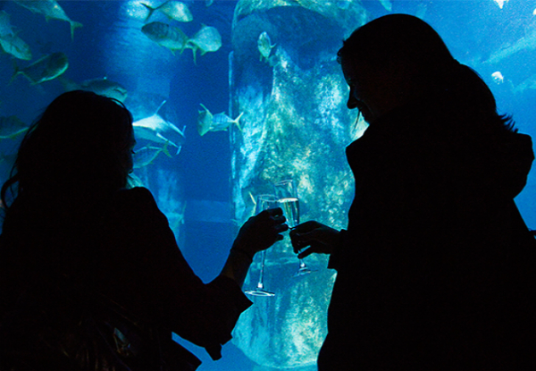 Elemental AKL Dining in the Deep Underwater Culinary Experience Entry Ticket for One Person incl. Entrance to the SEA LIFE Kelly Tarlton's Aquarium, One Glass of Prosecco on Arrival & Food Throughout the Evening - Option for Two People