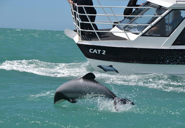 up to 50% off a child or adult dolphin swim experience in akaroa