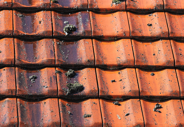 Biodegradable, Environmentally Safe Moss & Mould Roof Treatment - Options for up to a Six-Bedroom House