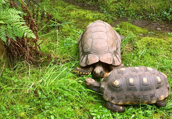 General Admission for NZ's Only Reptile Park  - Options for Adult, Child or Family Pass