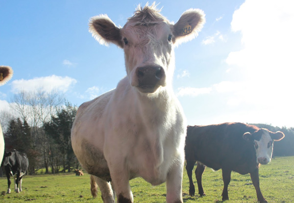 Farm Tour at Rotorua Heritage Farm - Options for Adult, Child or Family Pass