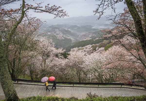 Per-Person, Twin-Share Seven-Night Highlights of Japan Tour with Stops in Osaka, Kyoto, Nara, Nagoya, Mount Fuji & Tokyo incl. Return International Flights, Accommodation, Transport & Guide