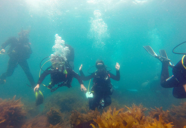 Half-Day Try Scuba Diving at Goat Island, Leigh incl. $50 Voucher for an Open Water Course  - Option for Two People