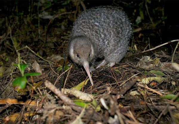 Two-Hour Zealandia by Day Guided Tour for One Adult or 2.5-Hour Zealandia by Night Guided Tour - Child Option Available