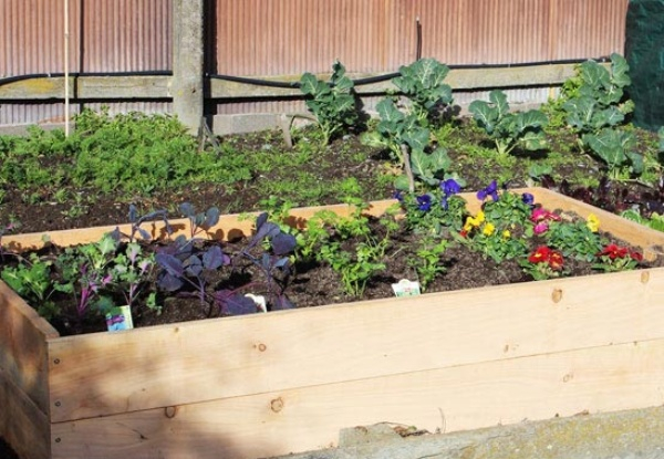 Macrocarpa Raised Garden Bed - Two Sizes Available