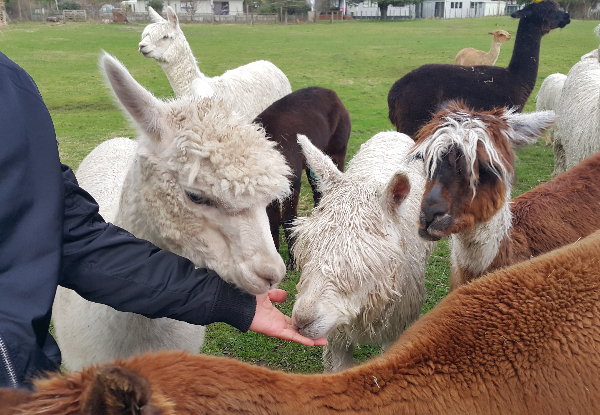 Ultimate Kiwi Farm Experience & Sheep Shearing Show incl. $5 off the 3D Trick Art Entry or $5 off the Farm Buffet - Options for Adult, Child or Family Pass