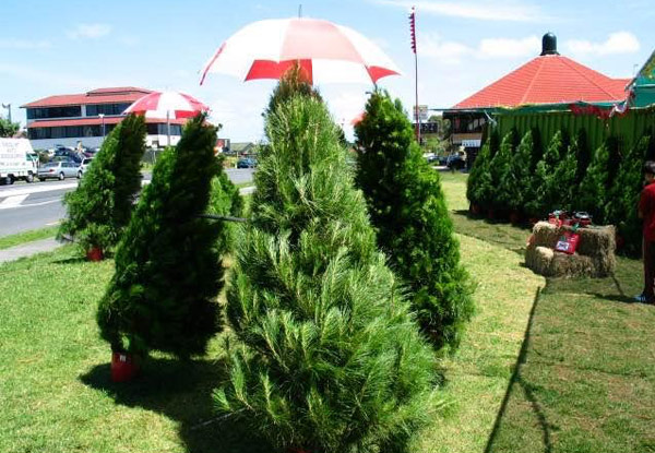 Fresh Christmas Tree incl. Removal - Two Pick-Up Locations - Auckland Only