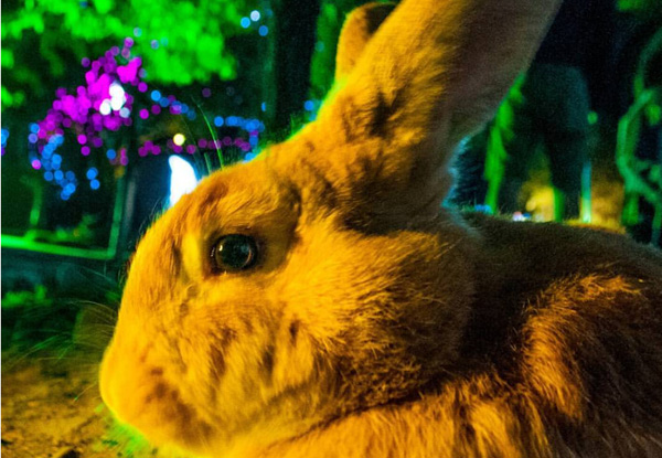 One Round of Night-Time Mini Golf with Rabbits - Option for Adult, Child or Family Pass