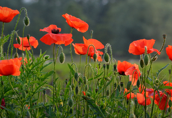 Per-Person, Twin-Share Five-Night Tour following the ANZAC's on the Western Front, incl. Boutique Accommodation, Transport & Historical Sites