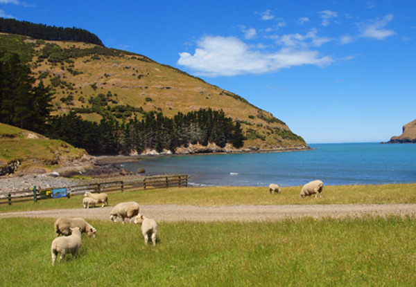 Akaroa Wildlife Pass incl. Alpaca Farm Tour, Black Cat Cruises & Pohatu Penguins from $426.13