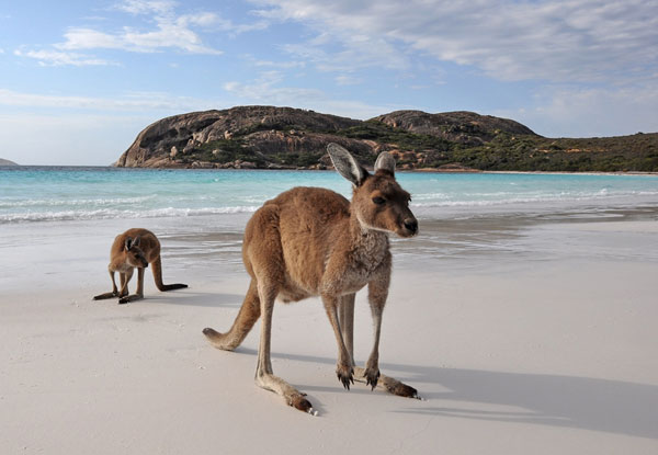 Per-Person Twin-Share for a Four-Night Cairns & Great Barrier Reef Tour incl. Accommodation, Cruise, Transfers & Rainforest Experience