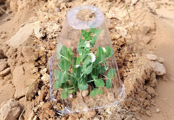 50-Pack Clear Plant Seedling Protection Cover