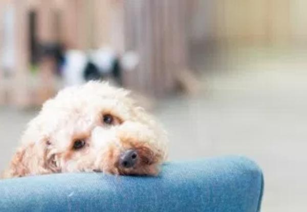 One Night Dog Stay at Metro Paws & Claws Luxury Pet Hotel - Weekday & Weekend Options