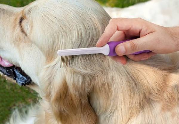 Pet Detangling Comb with Long & Short Teeth