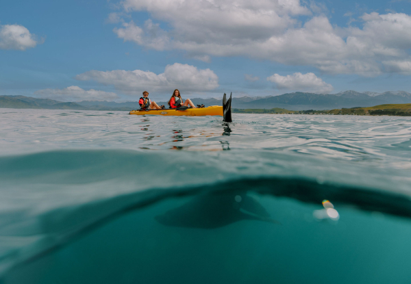 2.5 - 3 Hour Guided Kaikoura Seal & Marine Life Kayaking Experience for One Adult - Options for Child, Two Adults or Four Adults