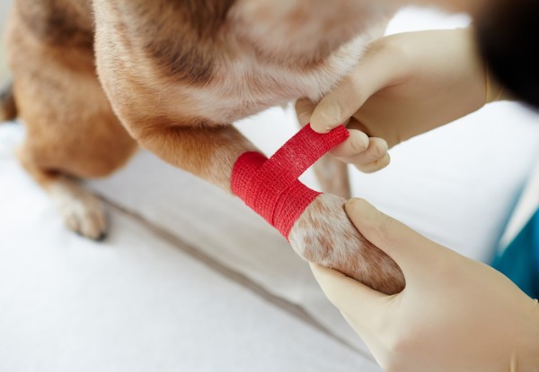 Animal & Pet First Aid Diploma Online Course