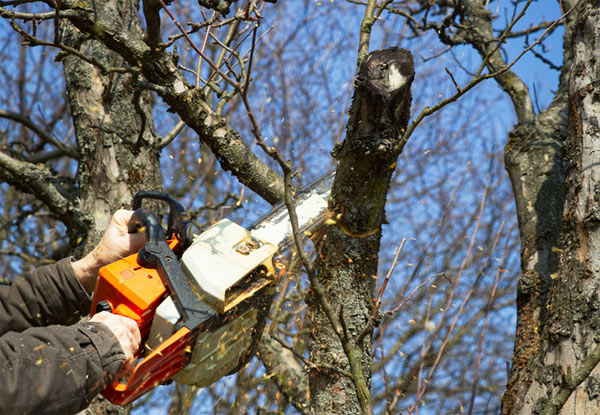 Two-Hour Tree Services by Two Workers incl. Removal of Wood & Green Waste - Options for Two Hours by Three Workers or Four Hours by Three Workers