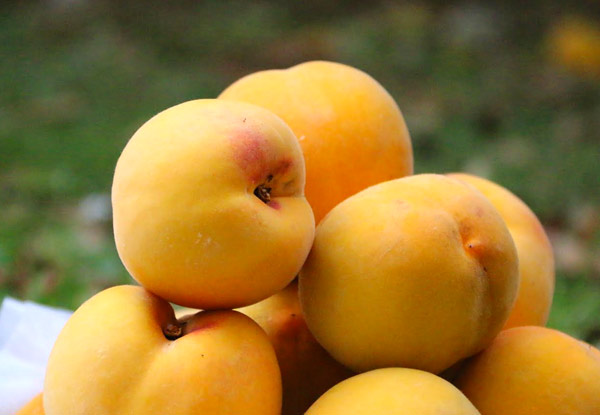 $29 for 8kg of Golden Queen Peaches incl. North Island Urban Delivery