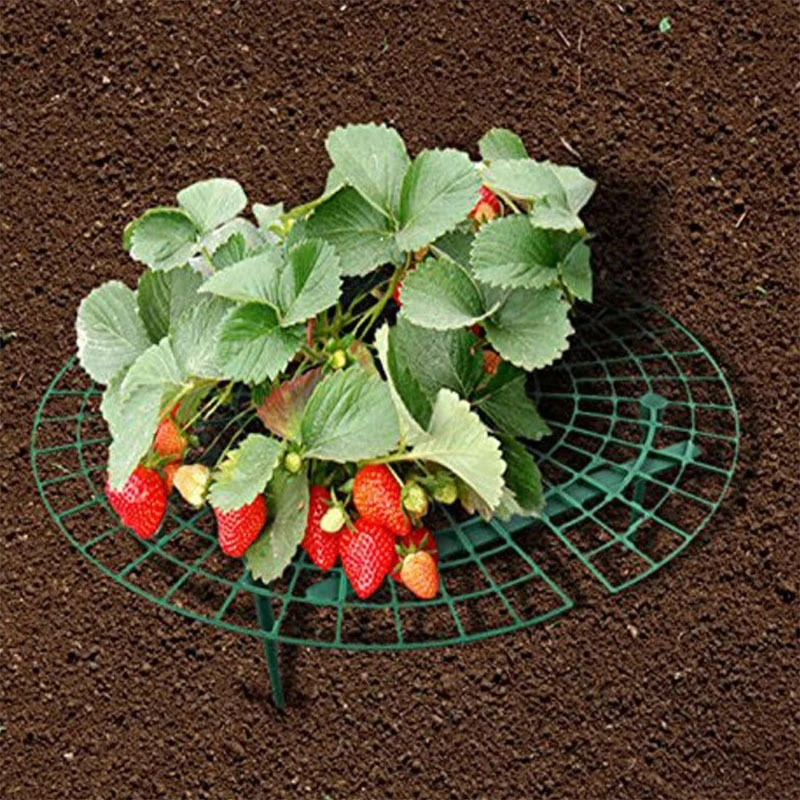 Five-Pack Strawberry Plant Support Tool