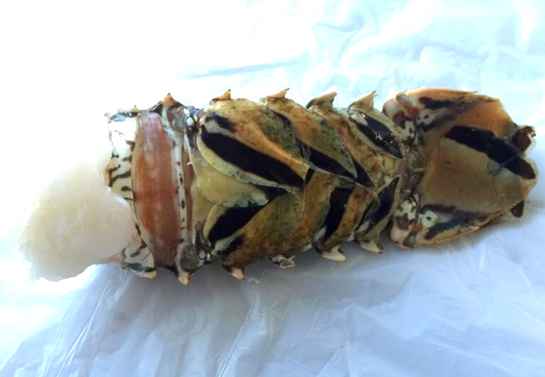 $22.95 for a Raw Crayfish Tail or $45 for Two - Auckland Pick Up Only