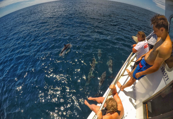 Half-Day Dolphin & Wildlife Cruise for One Person - Option for Child