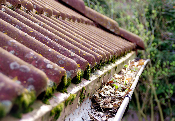 Roof Treatment for Moss, Mould & Lichen, incl. Gutter Inspection