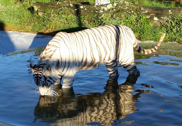 From $19 for An Animal Encounter & Zoo Entry at Pouakai Zoo (value up to $41)