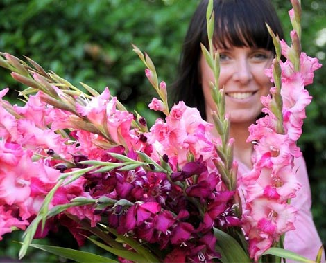 $15 for 25 Bulbs of Mixed Gladioli or $27 for 50 Bulbs