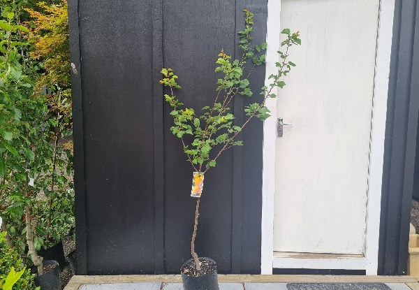 Apricot Tree - Four Options Available