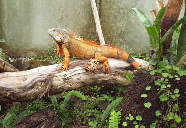 $5 for a Child Pass to NZ's Only Reptile Park, $10 for an Adult Pass or $25 for a Family Pass