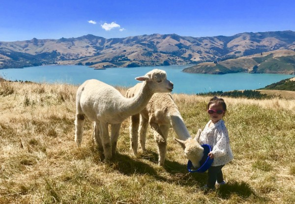 One-Night Stay in a Family Silo for Four incl. Alpaca Family Farm Tour, Bike Hire, WiFi & Late Checkout