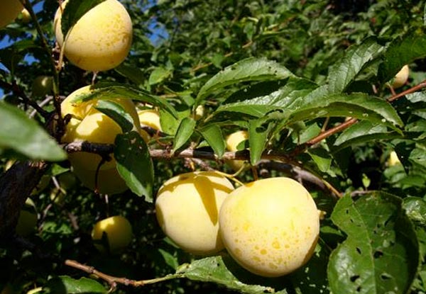 Four Fruit Trees incl. Full Training & Growing Instructions, PLUS Slow Release Fertilizer Tablets