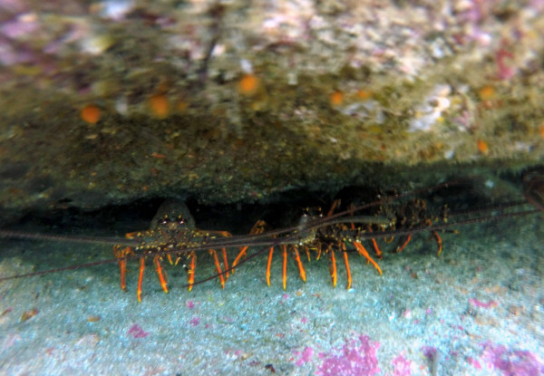 Half-Day Try Scuba Diving at Goat Island, Leigh incl. $50 Voucher for an Open Water Course  - Option for Two People