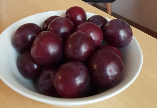 4kg of Hawkes Bay Black Doris Plums with Free Delivery