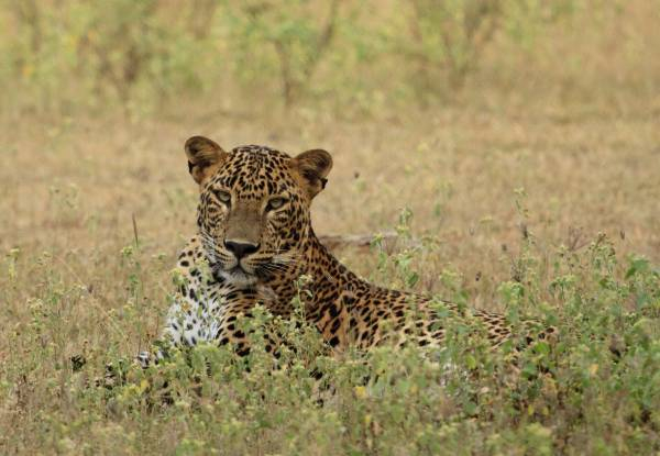 Per Person, Twin-Share Nine-Day Sri Lankan Private Tour Package Incl. Airport Pick-Up, 3/4 Star Accommodation, Private A/C Transport, English Speaking Guide/Chauffer, Breakfast & Dinner