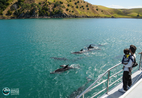 Auckland Whale & Dolphin Safari Adult Ticket 
- Option for Child Ticket Available