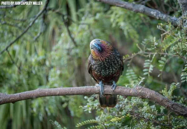 Up to 50% Off General Admission to ZEALANDIA for Adults & Kids