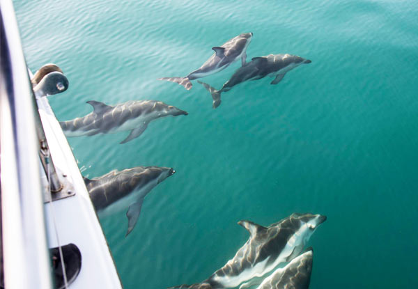 Wildlife Island Sanctuary & Dolphin Cruise for One Adult & One Child - Option for Two Adults & Two Children