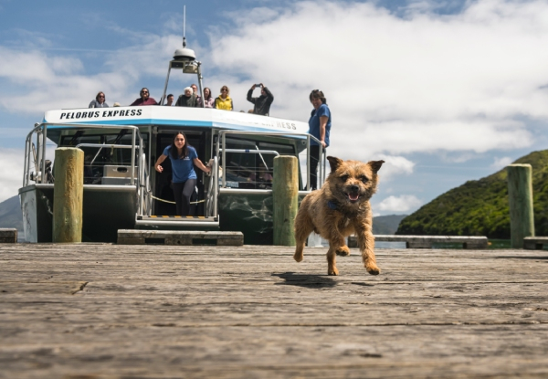 Pelorus Mail Boat Scenic Cruise Through the Marlborough Sounds - Option for Adult or Child