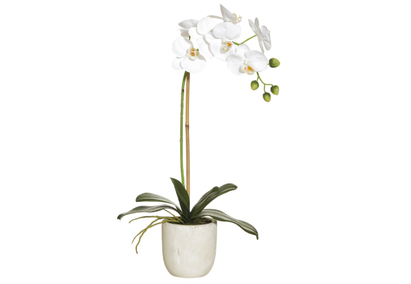 Potted Butterfly Orchid