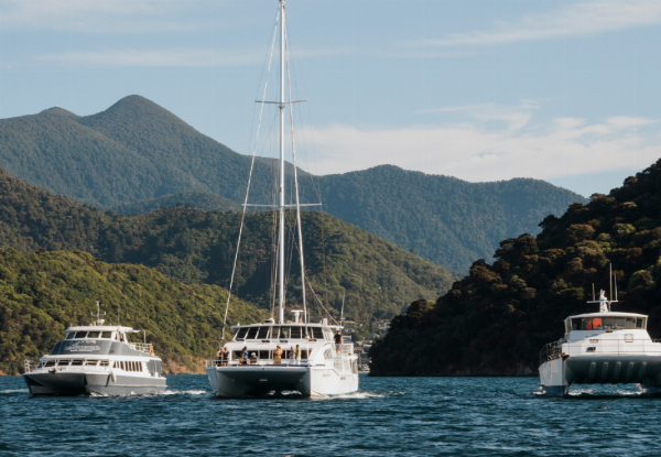 Half-Day Seafood Odyssea Cruise in the Marlborough Sounds - Options for Adult or Child Ticket